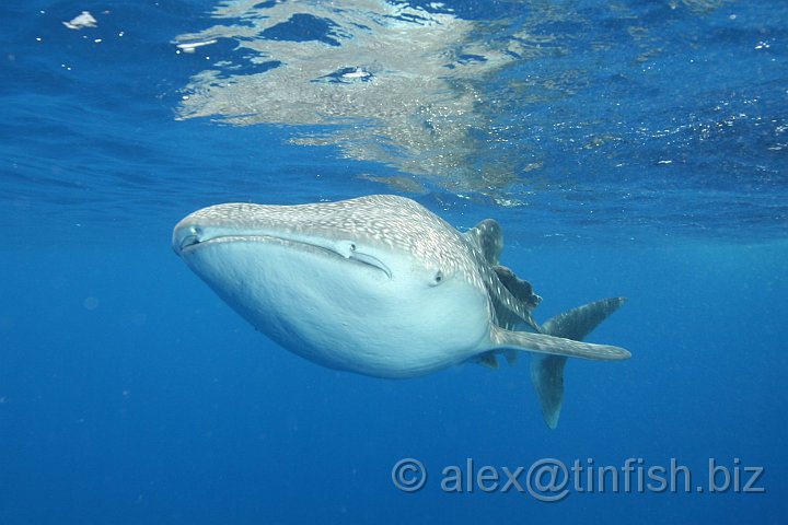 Whale_Shark-117.JPG - Although whale sharks have very large mouths, they feed mainly, though not exclusively, on plankton, microscopic plants and animals